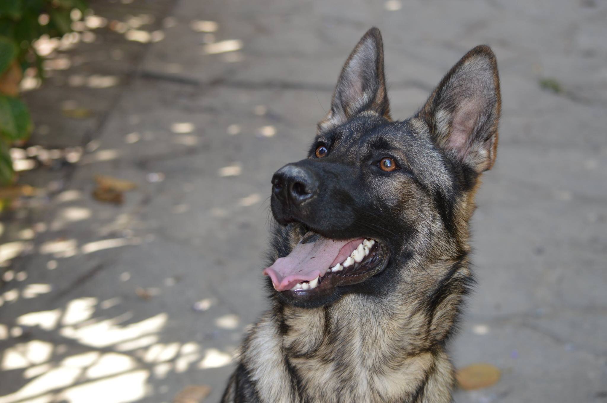 Né lupo né bambino Né lupo né bambino