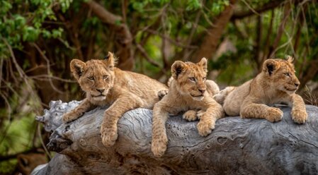 meraviglie sudafricane.jpeg meraviglie sudafricane.jpeg