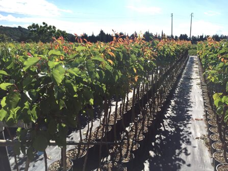 041d28b832da7eb1296dccb4aac490ad905f823b