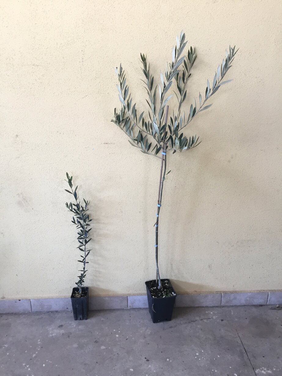 A sinistra pianta di olivo di un anno e a destra la stessa pianta ma di due anni d'innesto