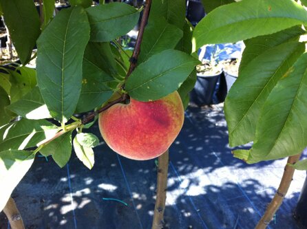 8af82416b8753240f3ecfdf348268a4bc0af43c5