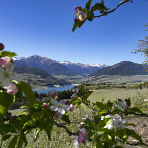 Fioritura in Val di Non