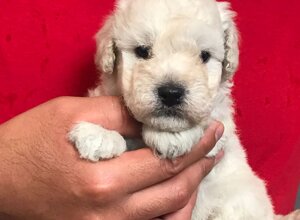 fe06887c46eee4298314a14e5484d738917a4b16