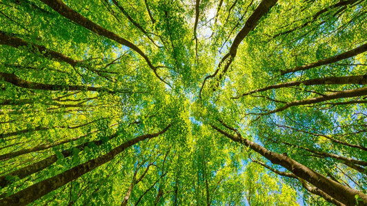 natura-alberi.jpeg