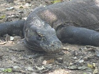 komodo national park 10.jpeg