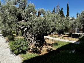 img_1706.jpeg