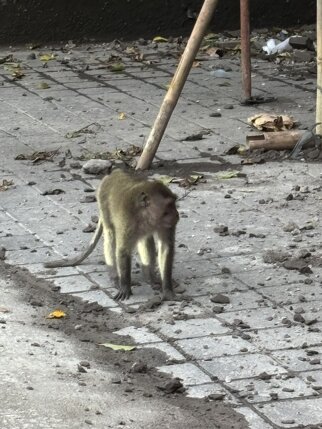 ubud 7.jpeg
