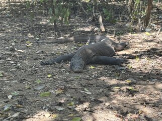 komodo national park 9.jpeg