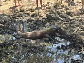 komodo 2.jpeg