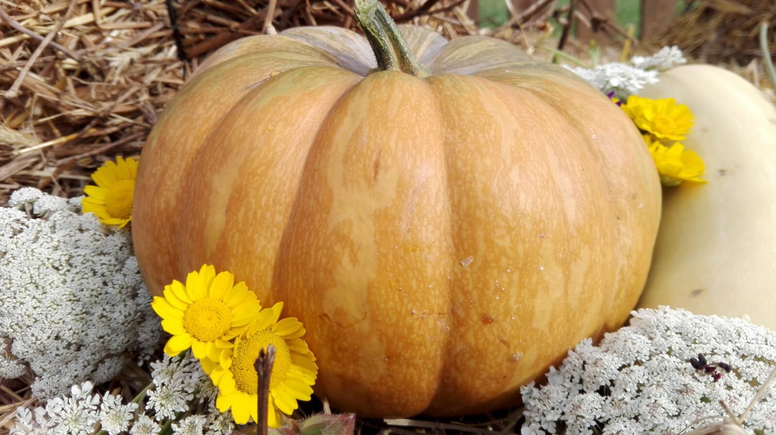 Pranzo di Domenica 26 Ottobre Pranzo di Domenica 26 Ottobre