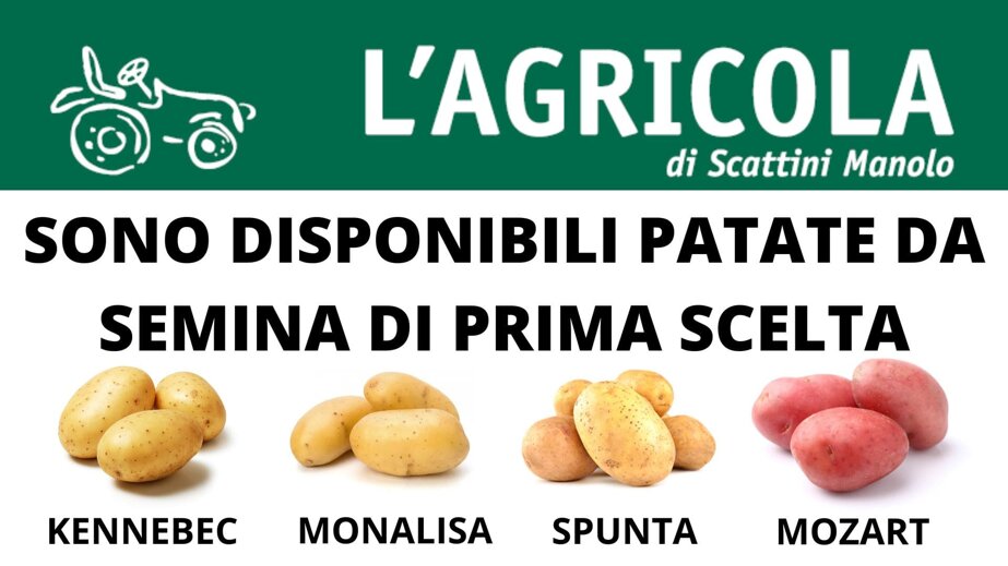 patate da semina.jpeg