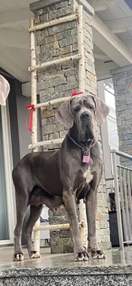 17326_f28483804528d32e86ab3c24e77ade2d7ea21456