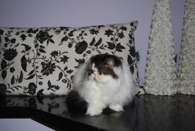 0631435c1b44f19ef86fa22755047fcd72530141