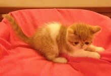 0850ccd5f3394bbe97f95efa16be3d74794d9fc7