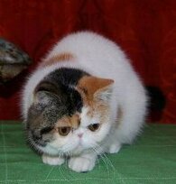 09fe9c2903ae45d366f4ca9863f93a04143a22c1