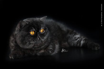 0eeac0465217bc4abf367135713790fb0b3fc756