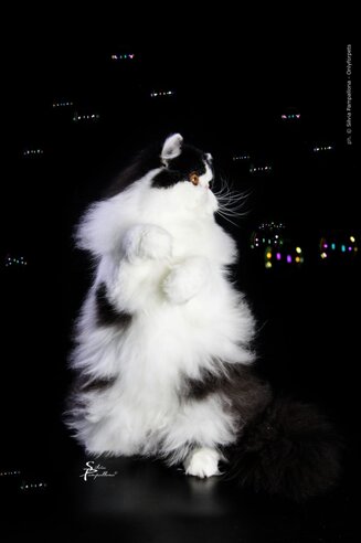 1888e15b67c7a995d98c594b1d1e7c70a60cc7e1