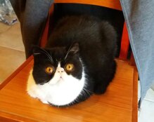 1e5c91462d1545eee9458ee8539dee91a3166ec4