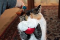 22a2a650bd16ae510210fb98c693fb8a1f8df64d