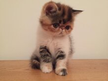 35b3ea17310aa7bc52088f7d918af909286e3298