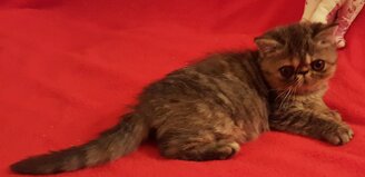 4b810f96dfdee8c23dc9ee4aff0d7b4c4f25a0b5