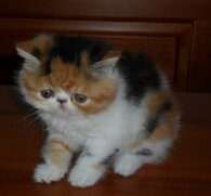 52ba35586a7a3eb91a4b359c2bdcc0972ade2c45