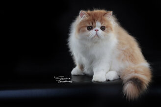 5f3141f18670b465029378517553910ea7a1a5a7