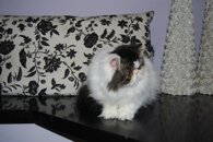 723112a9e8741bff63587e3f1736c05faf591ff2