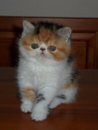 75de7a1f3e4f5c4ebcb812da993ec4dfd20034ed