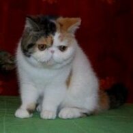 818bc0bbac550e79dd4feb165b0f41f9de1ab511