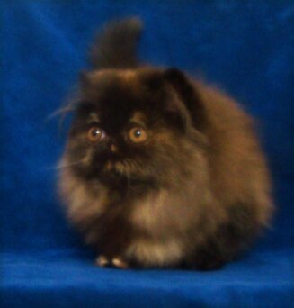 81a931ad24d862ec94cd5cae7438750936a4cb26