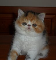 91270b2b6abdd85df3fe08f1524e602cacf425db