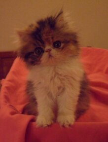 a0af554e7fc67e75deeea201267f83f336545306