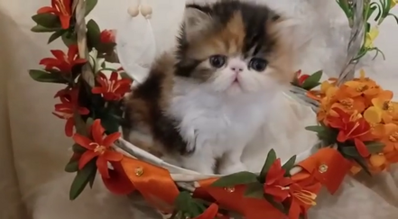 vlcsnap-2025-11-26-22h46m27s765