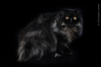 a3ef3428a29850ad10c29f75ba1f1d2697e35510