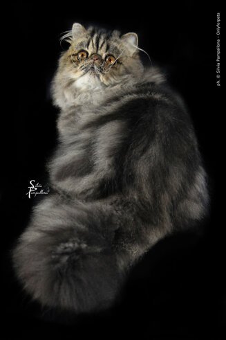 a57f5d0dcd132c918e11757ba18d304b7d4cf1ac