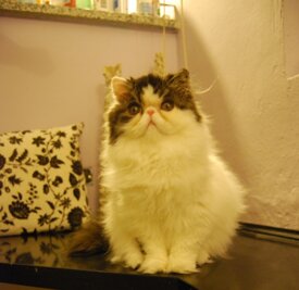 a7d258add4290984fe6c8391d71d69443cfc2eeb