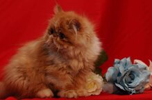 bc97431c206cbe09fda3a0532dd769e99ac4c70c