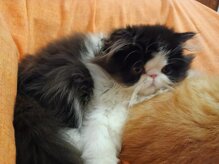 c4c22437aefcb6590fb26d4036da177f72a4adf9 c4c22437aefcb6590fb26d4036da177f72a4adf9