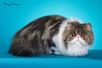 cbbaf13860a921a0de0f11838fff2f8c481015ff