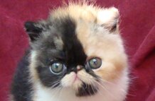 cd93b39410e90e49a45f455800079d77d5af5cfe