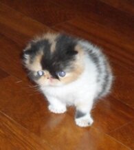 d2c974b0941fdf8de8e1d6ec47b0a07d2a136154