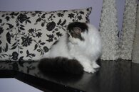 d49693e46dbc901ba857eda5cb236b21e41d6734