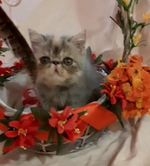 d5689d54c2773425cdb4072654989fc073253648