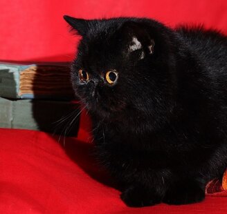 da794a3f4fb07ce31862a4a15e3712d6016cfa4a