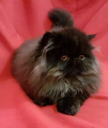 e4b5b90209e0af15fa7d2db811439c5fa207d35a