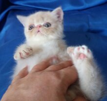 e4e27b3c49f724fd301fe841bf7978ee8f4d5ac7