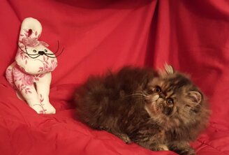 e574d69730461aa3246c218315f69e0ecc9874d7