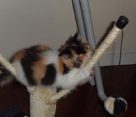 ec383ef9883f70ce63e85574ec4c85c48d1b9764