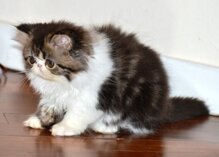 f43fd9002a31a0bf99f524ebf45a01cac1274f67